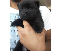 2 Beautiful Black  8 week old Female Chow-Chow Puppies looking for a new home - 2