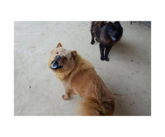 2 Beautiful Black  8 week old Female Chow-Chow Puppies looking for a new home - 3