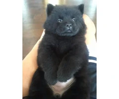 2 Beautiful Black  8 week old Female Chow-Chow Puppies looking for a new home - 5