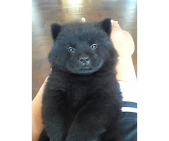 2 Beautiful Black  8 week old Female Chow-Chow Puppies looking for a new home - 6