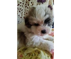 Sweet maltipoo puppies For Sale - 2