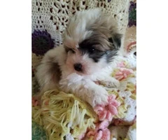 Sweet maltipoo puppies For Sale - 3