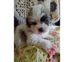 Sweet maltipoo puppies For Sale - 4
