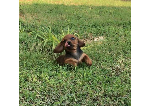 mini daschund puppy
