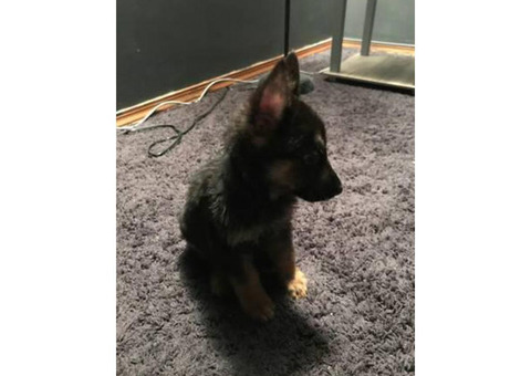 German Shepherd Dog Puppy For Sale By Ownercleveland Puppies For Sale Near Me