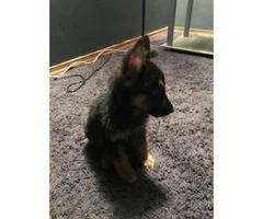 AKC registered German Shepherd puppy  champion bloodline