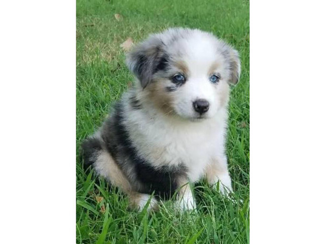 Gorgeous purebred Australian Shepherd Chicago - Puppies for Sale Near Me