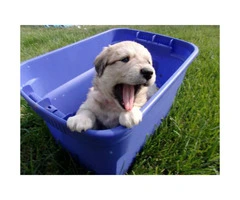 Cute Pure White Great Pyrenees puppies - 2
