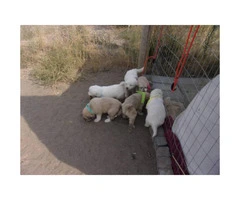 Cute Pure White Great Pyrenees puppies - 3