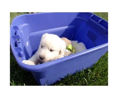 Cute Pure White Great Pyrenees puppies - 4