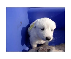 Cute Pure White Great Pyrenees puppies - 5