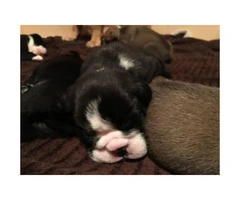 $2000 2 black and white males English bulldog puppies