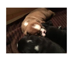 $2000 2 black and white males English bulldog puppies - 3