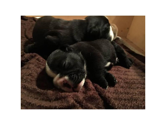 2000 2 black and white males English bulldog puppies in