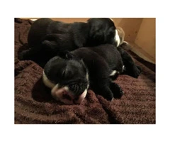$2000 2 black and white males English bulldog puppies - 4