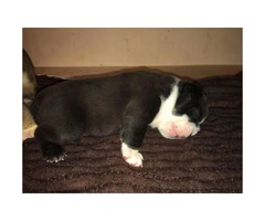 $2000 2 black and white males English bulldog puppies - 5