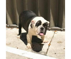 6 months old English bulldog puppies AKC papers and UTD shots - 2