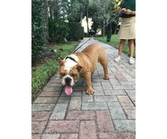 6 months old English bulldog puppies AKC papers and UTD shots - 3
