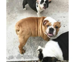 6 months old English bulldog puppies AKC papers and UTD shots - 4