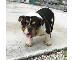 6 months old English bulldog puppies AKC papers and UTD shots - 5