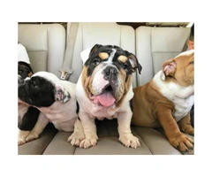6 months old English bulldog puppies AKC papers and UTD shots - 6