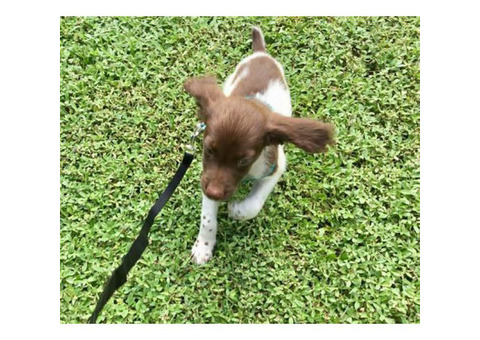 10 week old male Brittany puppy