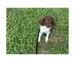 10 week old male Brittany puppy - 2