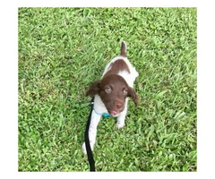 10 week old male Brittany puppy - 4
