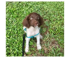 10 week old male Brittany puppy - 5