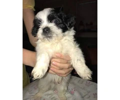 4 full-blooded Shihtzu puppies available for sale