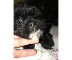 4 full-blooded Shihtzu puppies available for sale - 2