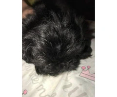 4 full-blooded Shihtzu puppies available for sale - 3