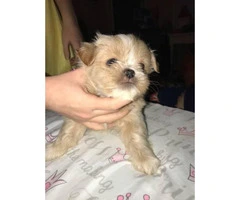 4 full-blooded Shihtzu puppies available for sale - 4