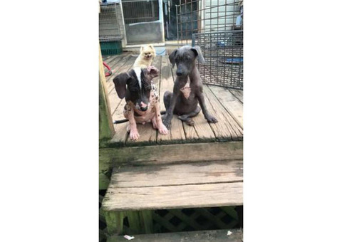 2 full blooded female Xoloitzcuintli puppies