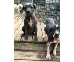 2 full blooded female Xoloitzcuintli puppies - 3