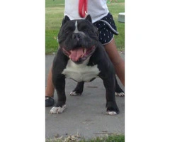 18 months old American bully for sale