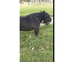 18 months old American bully for sale - 2
