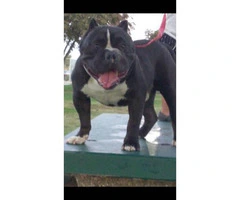 18 months old American bully for sale - 3