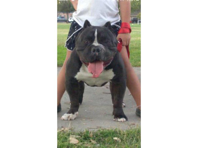 18 months old American bully for sale Stockton - Puppies for Sale Near Me