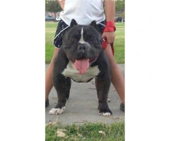 18 months old American bully for sale - 4
