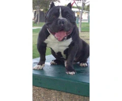 18 months old American bully for sale - 5