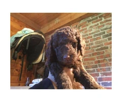 AKC Standard Poodle puppies with limited registration