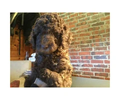 AKC Standard Poodle puppies with limited registration - 2