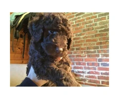 AKC Standard Poodle puppies with limited registration - 3