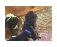 AKC Standard Poodle puppies with limited registration - 4