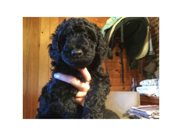 AKC Standard Poodle puppies with limited registration in ...