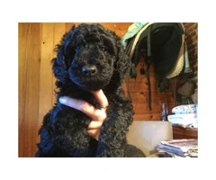 AKC Standard Poodle puppies with limited registration - 5