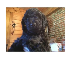 AKC Standard Poodle puppies with limited registration - 6
