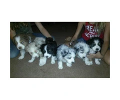 Australian Shepherd Puppies  6 available - 1