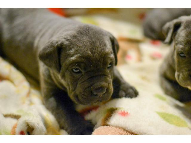 Cane Corso Puppies for Sale Mesa Puppies for Sale Near Me